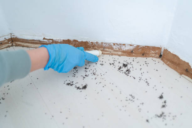 Best Pest Inspection Near Me  in Lakeport, CA